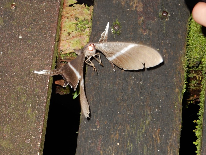 Two Tailed Moth...