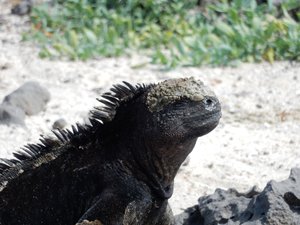 Iguana V
