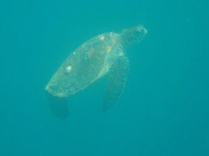 Sea turtle...