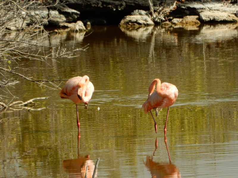 Flamingos II