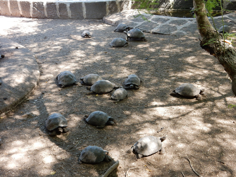 Tortoises...