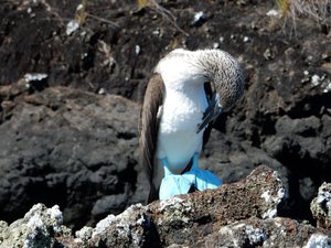 Blue Footed Booby II