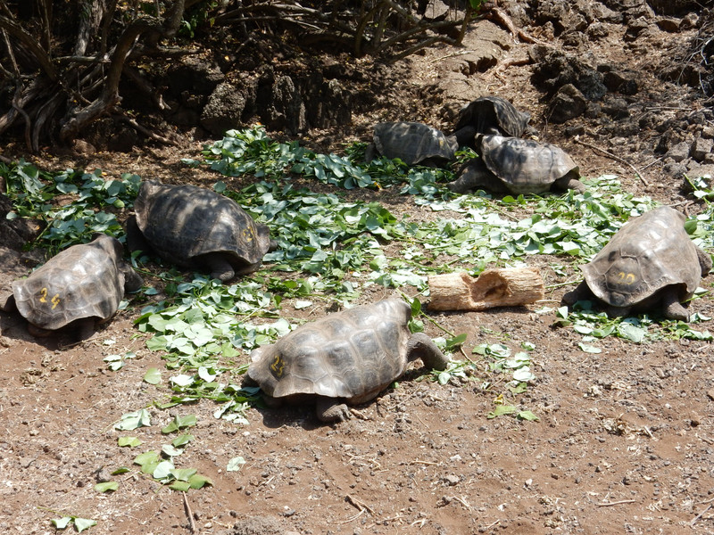Tortoises at CDRS