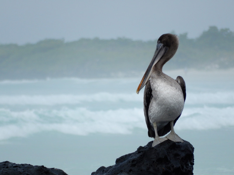 Pelican at Tortuga Bay