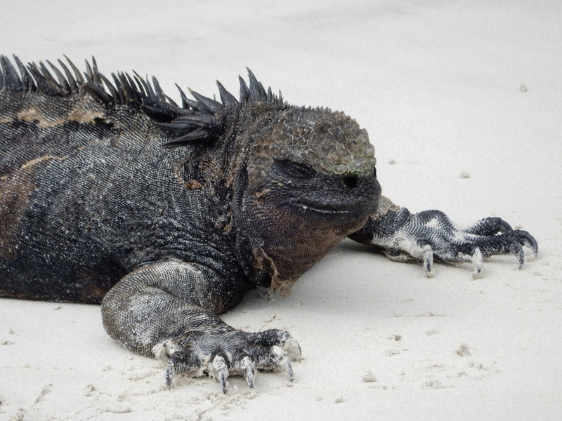 One contented looking iguana...