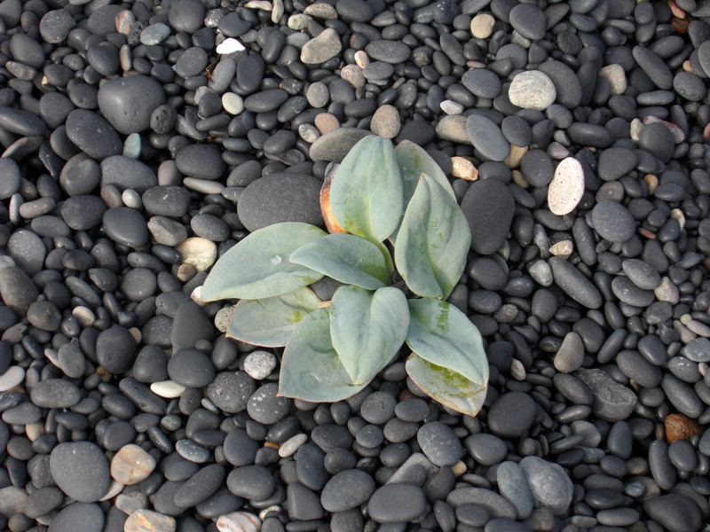 Flower on black stone beach...