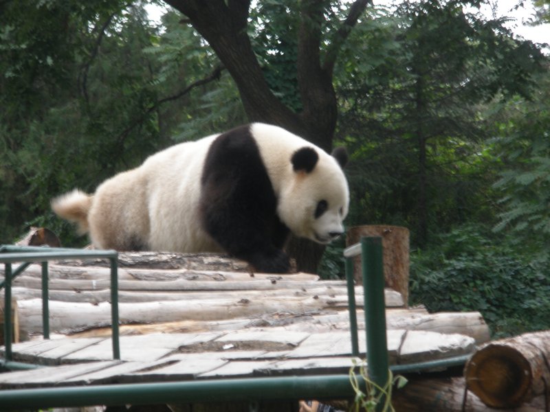 Starring Giant Panda