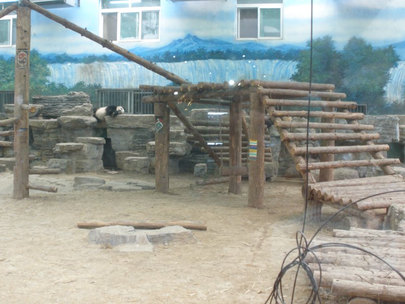 Indoor Panda Habita
