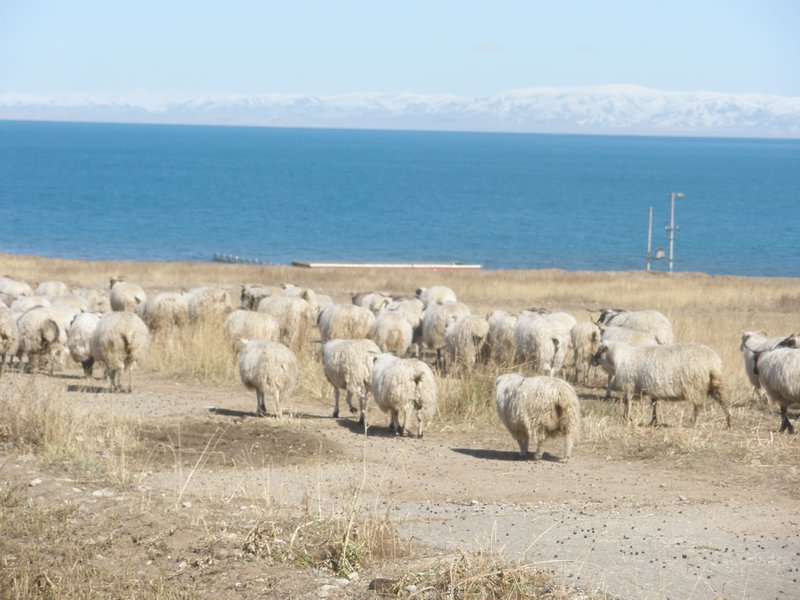 Sheep at Qinghai Lake