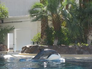 Dolphins at the Mirage