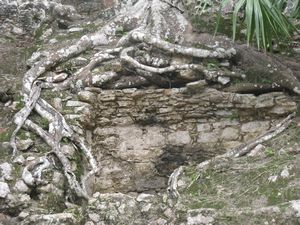 Coban ruins - tree growing out of limestone