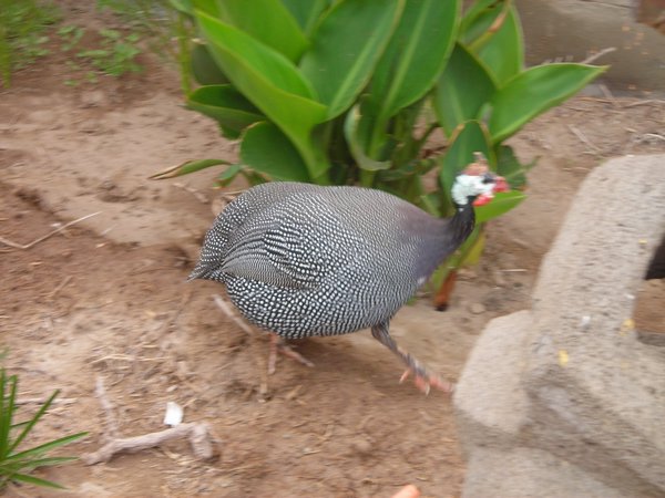 Guinea hen from Campus Velasquez