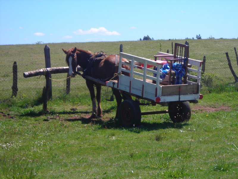 Horse and Cart at Boroa Filulawen