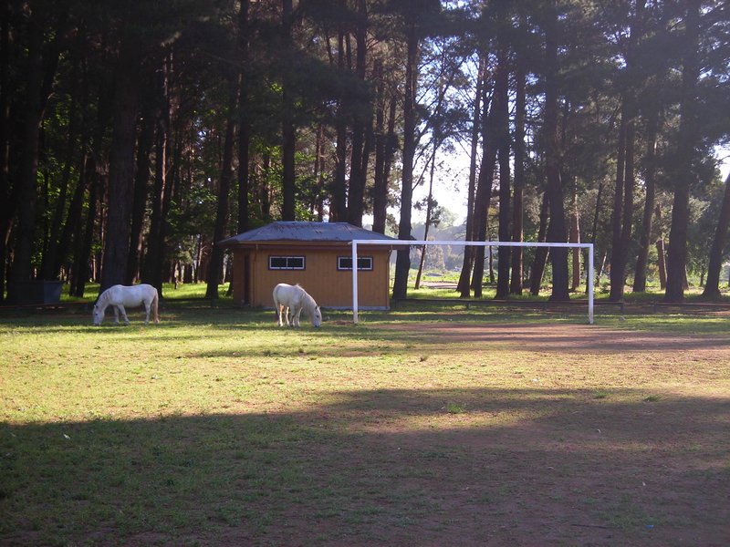 Horses grazing on a soccer field