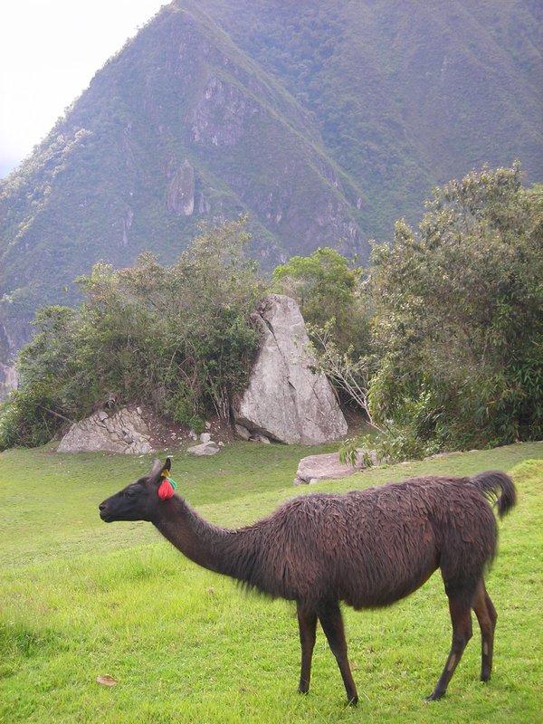 Llamas- The Keepers of MP