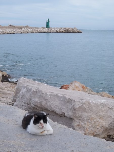 Pier Cat awating fish handout