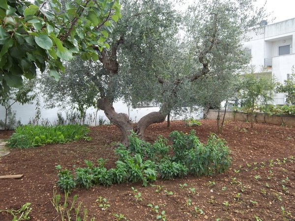 Plants around Olive Trees