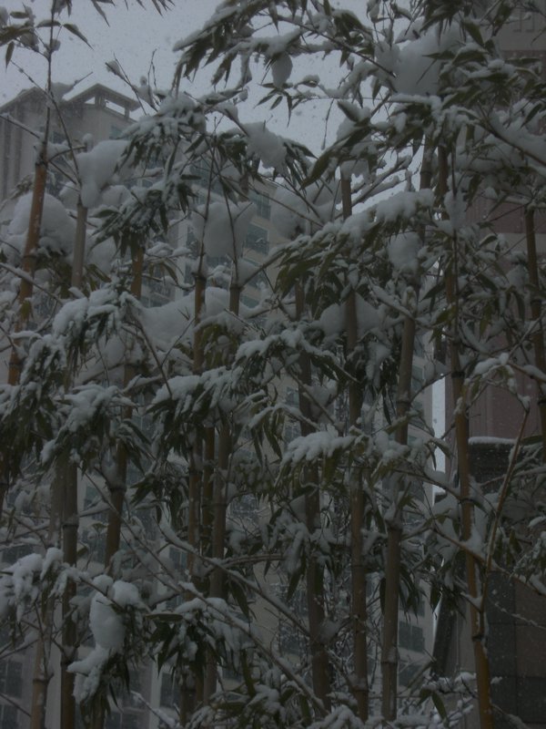 snow covered bamboo