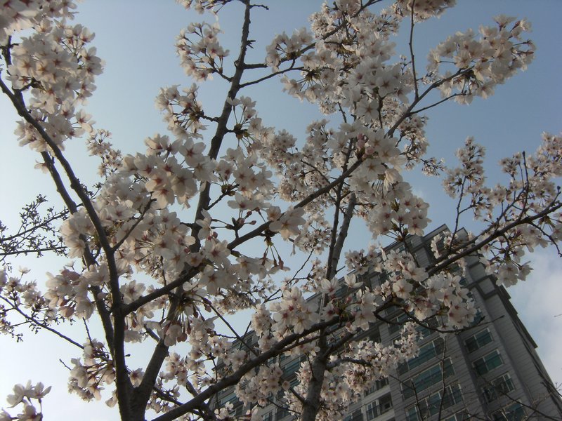 cherry blossoms :)