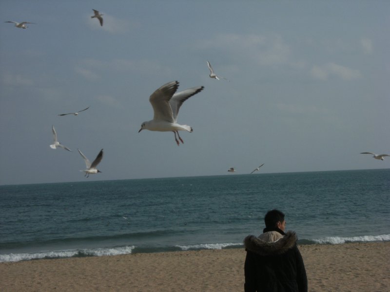 Korean seagull-a little smaller than California gulls