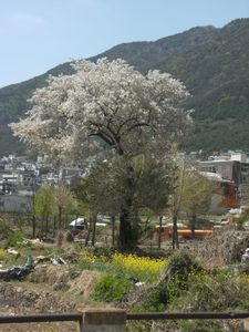 huge cherry blossom tree :D
