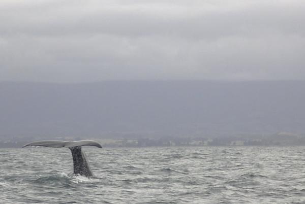 Whale tale in Kaikora
