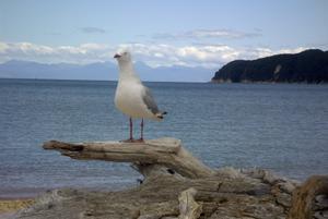 Hammy seagull
