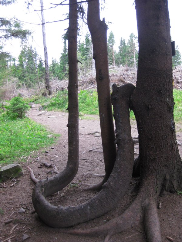 Hey!  Nice roots...