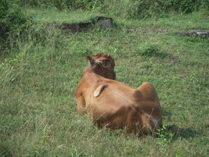 Cow with tongue growing out back
