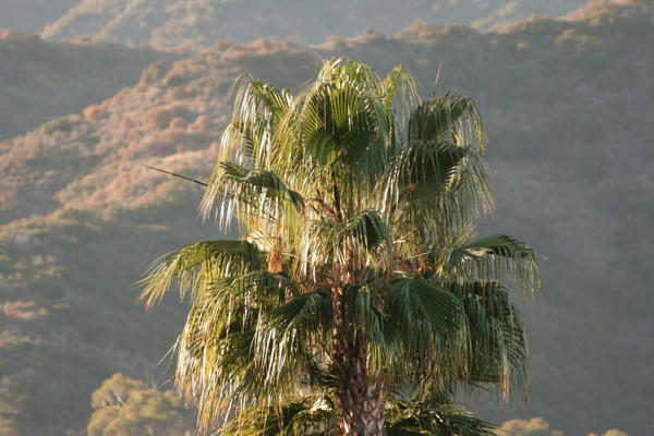 planted palm tree