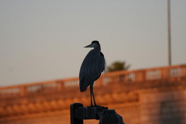 spotted  heron