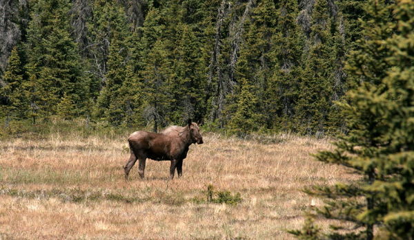 Moose - spotted from the highway