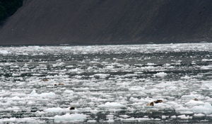 harbour seals resting on the ice