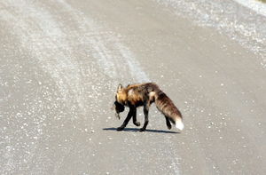 Fox carrying a ground squirrel