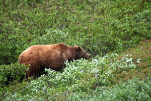 Our second grizzly- a female with 2 cubs(they are hidden in the shrubs) 