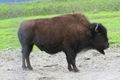 Ox or a Bison?