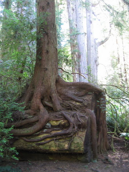 One of the many unique root formations in the park
