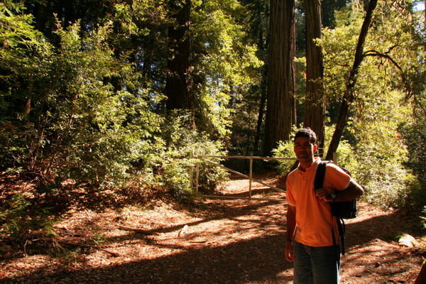 Into the redwoods