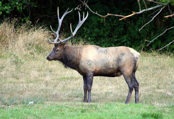 Elk viewing - Roosevelt Elk
