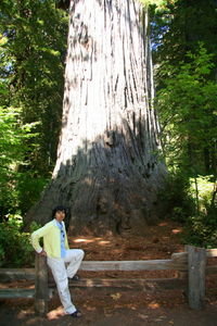 Big Tree