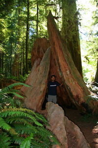 Big Tree trail