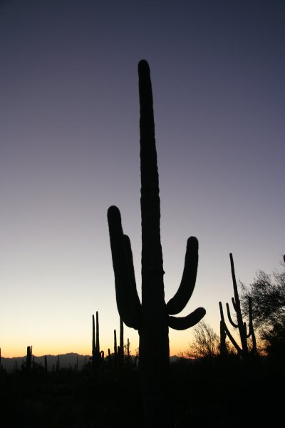 A lone Saguaro