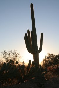 A lone Saguaro