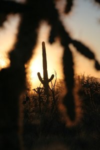 Saguaro's