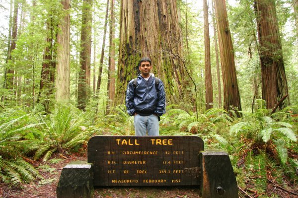 Tall Tree, Avenue of the Giants