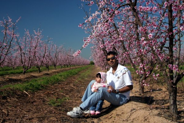 Daddy daughter enjoying  the blossoms