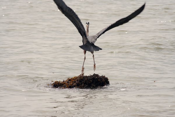 A blue heron take off