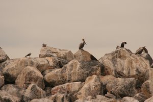 Pelicans & cormorants