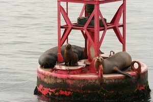 sea lions in the buoy