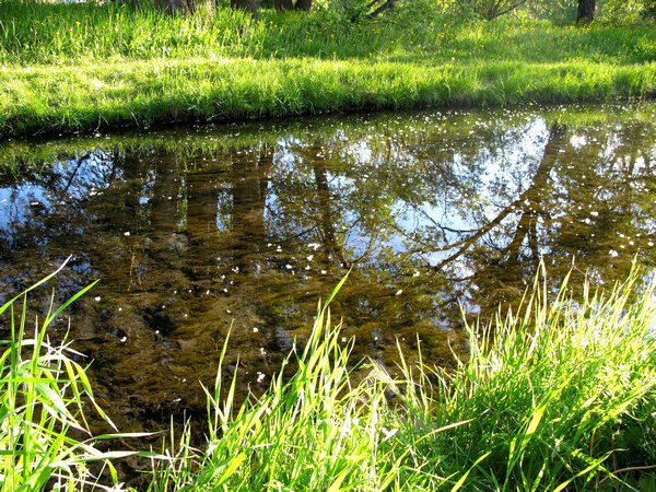 Dandellions on the stream